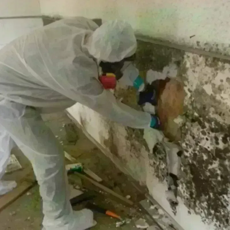 Mold Remediation and Removal in Stanford, CA